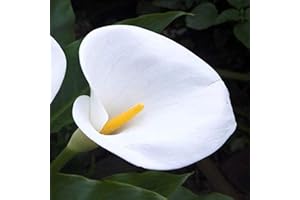 QMXC 2Pcs Calla Lily Bulbs (Aethiopica) Pretty Pure White Flowers for Garden Balcony Window Planting Easy to Plant Gardening Gifts