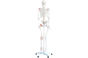 66fit Human Flexible Skeleton with Ligaments- 180cm - Medical Training Teaching Aid