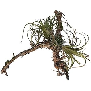 Tilandsienzweig ca.20cm lang