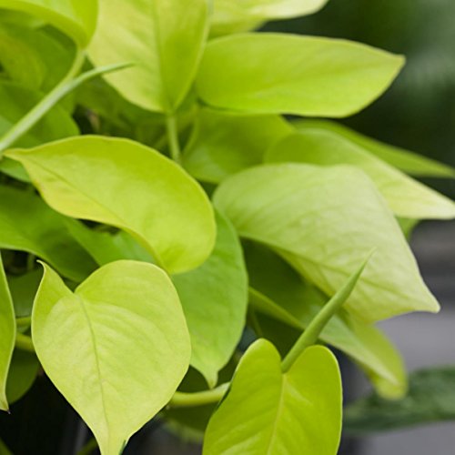 Efeutute 2 Pflanzen - 2