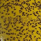 Se pega y mata insectos por fototaxis de ellos.
