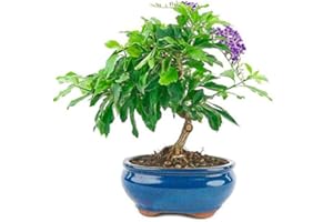 NATURGARDEN Bonsái Durantha Repens de 7 Años Duranta Planta Natural