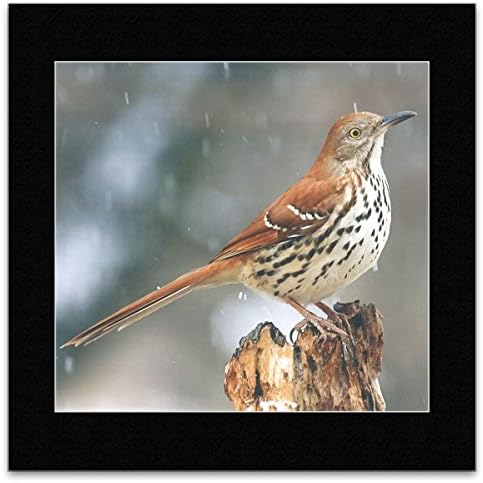 Birds in our Garden - Brown Thrasher Mini Poster - 40x40cm