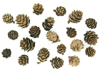 Déco nature mini pommes de pin - environ 30 pièces