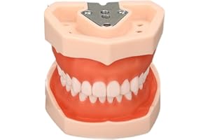 BOVDC Modelo de Dientes Estándar, Modelo de Dientes De Enseñanza Dental con 28/32 Dientes de Resina Extraíbles, Herramienta de Demostración de Enseñanza Dental/Escolar, Enseñanza de Hilo Dental(Size:2