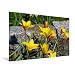 Produktbild Calvendo Premium Textil-Leinwand 120 cm x 80 cm Quer, Tulipa Clusiana VAR. Chrysantha | Wandbild, Bild auf Keilrahmen, Fertigbild auf Echter Leinwand, Leinwanddruck: Wildtulpen Natur Natur