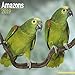 Amazons - Amazonenpapageien 2019 (Wall-Kalender) by 