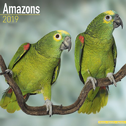 Amazons - Amazonenpapageien 2019 (Wall-Kalender)