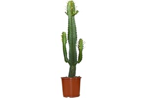 Bloomique - Euphorbia Acrurensis - Cowboy Kaktus - Sukkulenten - Zimmerpflanzen - Sehr Pflegeleicht - Höhe 60-70 cm - Topf 17 cm