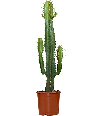 Fangblatt Euphorbia trigona Green - grne dreikantige Wolfsmilch  pflegeleichte Sukkulente ca. 30 cm hoch Zimmerpflanze : Amazon.de: Garten