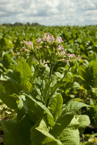 Seedeo Virginischer Tabak (Nicotiana tabacum) 300 Samen