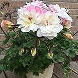 Freuen Sie sich auf bis 150 cm lange Blütenkaskaden, denn die Tiroler Hänge-Geranien Schneeweiß (Pelargonium peltatum) sind extrem wuchs- & blühfreudig und darüber hinaus auch unempfindlich gegen Wind & Regen!