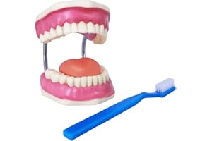 EVOTECH SCIENTIFIC Modelo de cuidado dental, con cepillo de dientes gigante, 32 dientes, modelo de demostración para el cuidado dental, Modelo de diente de demostración de tipodonte para adultos