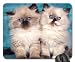 Produktbild Spielen schwarz Kitty Mauspad, Mousepad (Katzen Mauspad), Gummi, #010, Doppelbett