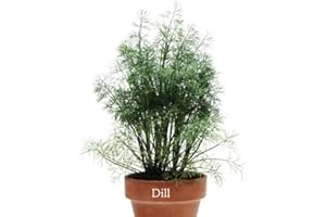 Viridis Hortus - 6 x Herb Plug Plants 1x Sage, 1xThyme, 1x Rosemary, 1x Parsley, 1x Dill, 1x Oregano