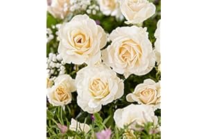 BAKKER Rosa grandiflora 'True Love'-cad.-Rose