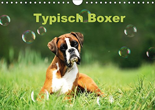 Typisch Boxer (Wandkalender 2018 DIN A4 quer): Mit lustigen Boxern durch das Jahr (Monatskalender, 14 Seiten ) (CALVENDO Tiere)