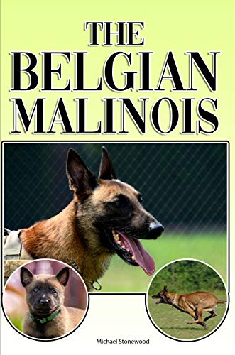 The Belgian Malinois A Complete And Comprehensive Beginners Guide