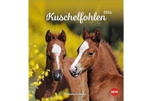 Kuschelfohlen Postkartenkalender 2024. Ein kleiner Kalender voll unbeholfener Fohlen zum Dahinschmelzen. Postkarten-Tischkalender, der die Herzen von Pferde-Freunden höher schlagen lässt.