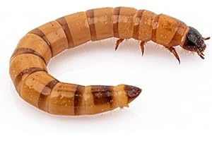 Anthouse – Zophoba Morio Ración Grande de 250 Gramos – Alimento Vivo Nutritivo para Hormigas y Reptiles Insectívoros – Gusanos de la Harina para Dieta Natural – Alto Contenido en Proteínas y Grasas