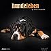 Hundeleben 2017 - Hunde - Bildkalender (33 x 33) - Tierkalender - mit Zitaten - by Nicole Hollenstein by 
