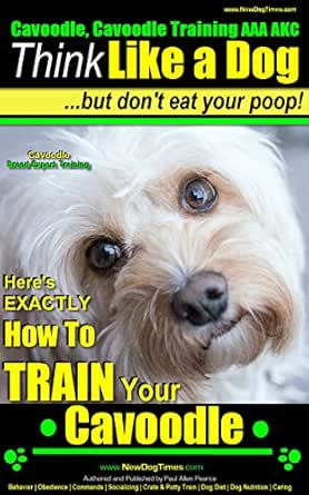 how to train a cavoodle puppy