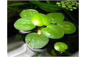 AquaPlants Limnobium laevigatum - Lot de 4 Plantes