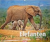Elefanten - Kalender 2019 by 