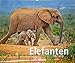 Elefanten - Kalender 2019 by 