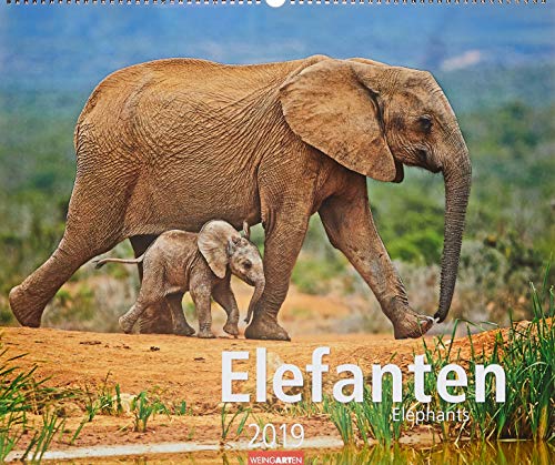 Elefanten - Kalender 2019