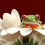 Pro-Art gla149b - Cuadro de cristal (50 x 50 cm), diseño de rana