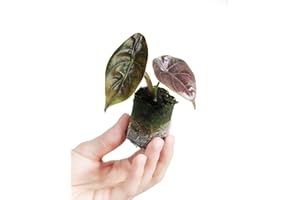 PLNTS - Baby Alocasia Alocasia Azlanii - Zimmerpflanzen, Pflanzen Echt, Nachhaltige Verpackung - 2cm Stecklinge - Höhe 10cm - Direkt von der Gärtnerei