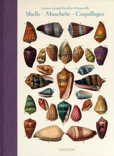 Conchyologie/Coquillages