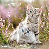 Katzen 2016 - Cats - Broschürenkalender (30 x 60 geöffnet) - Tierkalender - Wandplaner by