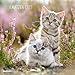 Katzen 2016 - Cats - Broschürenkalender (30 x 60 geöffnet) - Tierkalender - Wandplaner by