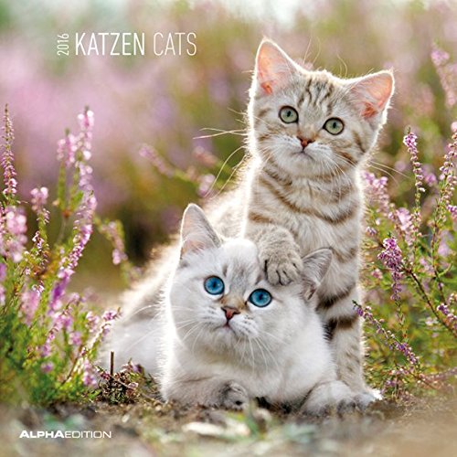 Katzen 2016 - Cats - Broschürenkalender (30 x 60 geöffnet) - Tierkalender - Wandplaner