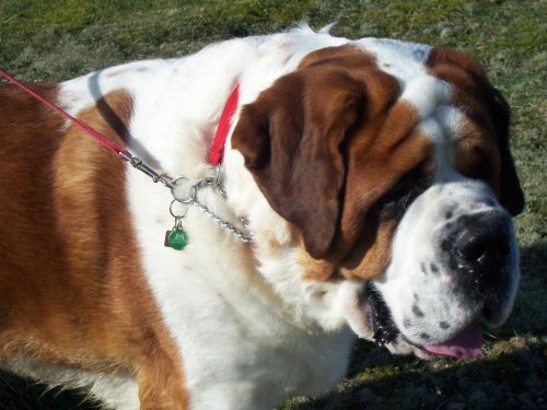 Big-Giant-Dog-Softex-Half-Check-Collar-fully-opening-Black-Red
