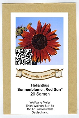 Sonnenblume – Red Sun – 20 Samen - 2