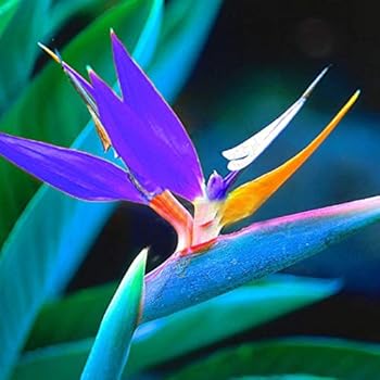 Kisshes Seedhouse Afrique Rare Strelitzia Reginae Humilis