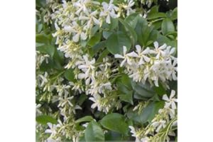 Trachelospermum Jasminoides- Jasmin étoilé 50-60 cm en conteneur