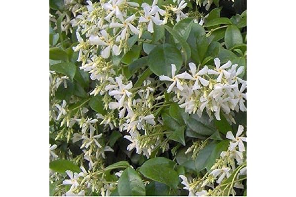 Trachelospermum Jasminoides- Jasmin étoilé 50-60 cm en conteneur