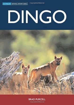 amazon dingo