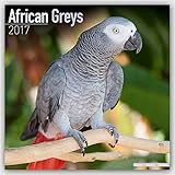Image de African Greys - Graupapageien 2017: Original Avonside-Kalender [Mehrsprachig] [Kalender] (Wall-Kalen