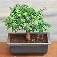 Mphmi Plants Jade Bonsai Plant Elephant Bush Portulacaria Afra Garden Live Plant Nursery Indoor Outdoor Living Plants