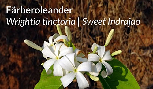 Sorion Head Fluid auch bei Schuppenflechte und Neurodermitis zur Pflege der Kopfhaut geeignet - 5