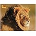 Produktbild Uncle Milton National Geographic Wild Animal Jigsaw Puzzle 100 Pieces U16469
