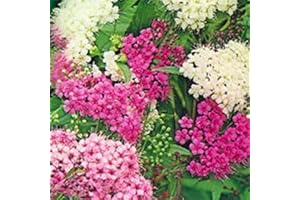 WHIN HILL NURSERIES Garden Shrub Plants, Spiraea shirobana. Both White & Pink Flowering Hardy Outdoor Garden Bush