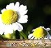Produktbild 1,500 GERMAN CHAMOMILE Seed - FLOWER HERB SEEDS - CAMOMILE TEA - HEAVENLY APPLE SCENT - Sweet Smelling & Aromatic Daisy Like Flowers - 60 - 65 Days To Harvest - By MySeeds.Co by MySeeds.Co