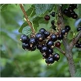 Titania, schwarze Johannisbeere, lange Trauben mit sehr großen Beeren, Busch, 60cm im Topf