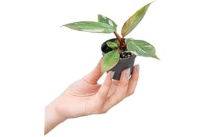 PLNTS - Baby Philodendron Pink Princess - Zimmerpflanze - Echte Pflanzen für Drinnen - 6cm Topf - Höhe 10cm